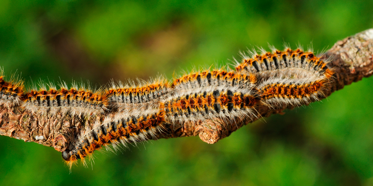 Chenille processionnaire