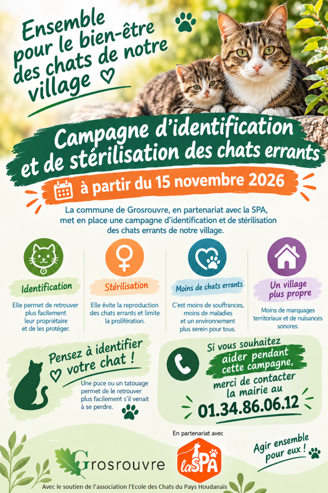 affiche chats errants